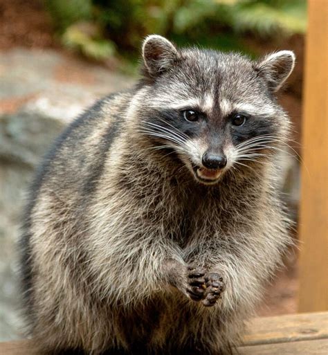 <b>Raccoons</b> are also masters of disguise, which makes them excellent at hiding their true intentions. . What does it mean spiritually when a raccoon crosses your path